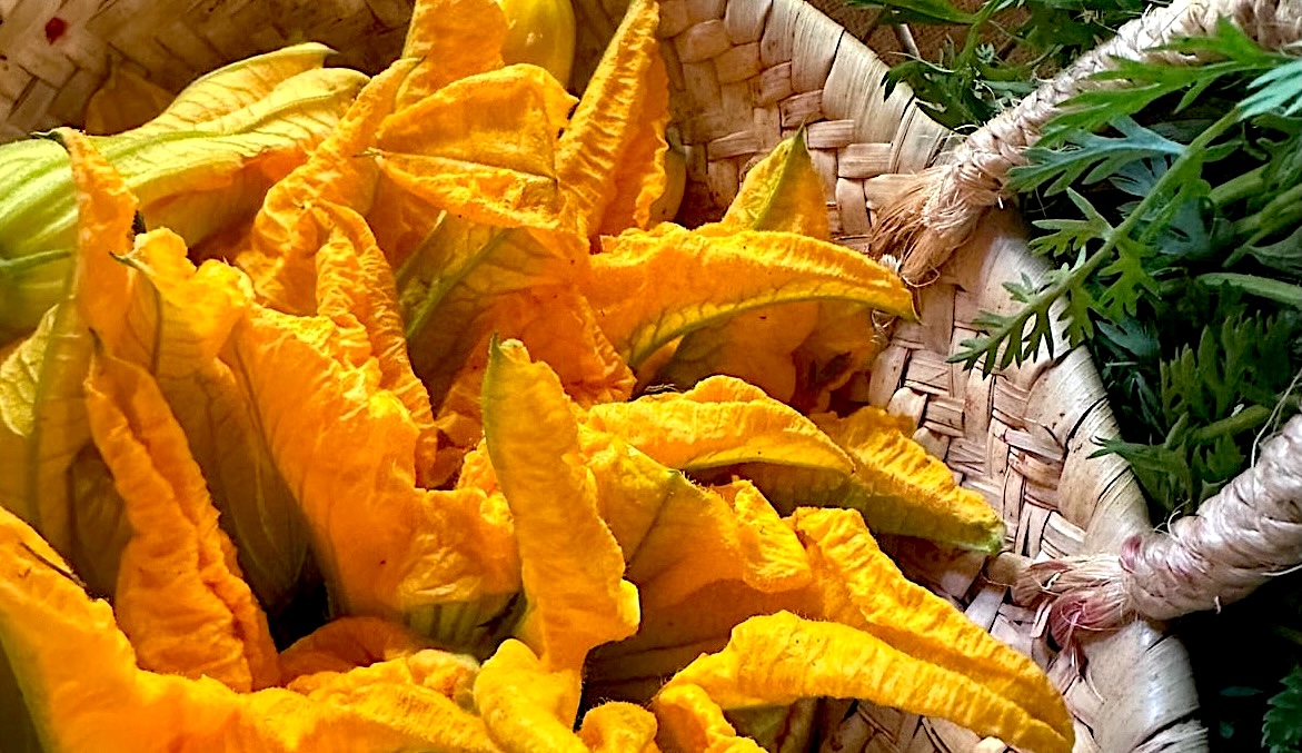 fleurs de courgettes